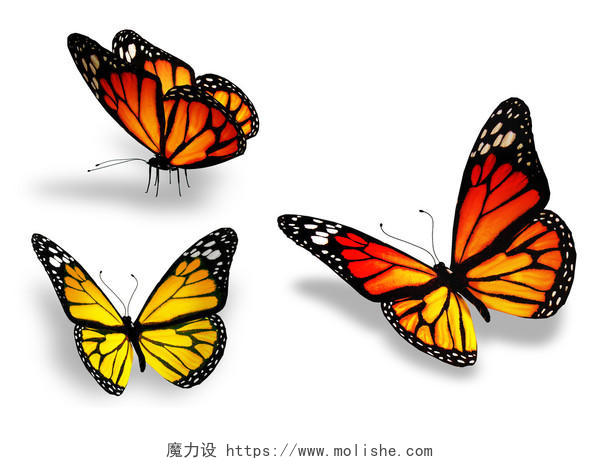 三个黄色的蝴蝶